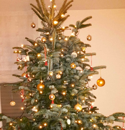 Unser heutiges Bild zeigt, passend zur Geschichte, einen Weihnachtsbaum, natürlich einen echten, aus dem Wald. Richtige Kerzen gibt es am Baum keine mehr, dafür aber zig kleine LED-Lichtlein, die ein warmes Licht abgeben. Der Baum ist mit goldenen Glaskugeln geschmückt. Zwischen den Kugeln hängen kleine Porzellanengelchen mit roten Kleidchen und kleine Kränze aus Springerlesteig. Trotzdem ist der Baum ganz anders geschmückt als der Baum meiner Großeltern in den 50er und 60er-Jahren. Damals waren die Baumlichter tatsächlich noch Wachskerzen und außer bunten Glaskugeln und silbernem Lametta, hingen noch wunderbare Dinge aus Schokolade am Baum. Und mein Enkel glaubt das kaum, echte Schokolade war am Baum?!