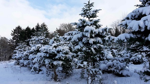 Unser heutiges Bild zeigt ein Stück Winterwald. Schnee ist gefallen. Dick liegt er auf den Zweigen der großen und kleinen Tannen. 