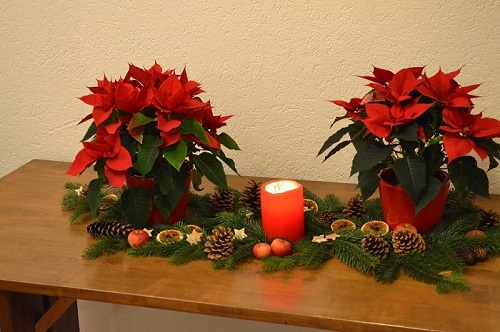 Auf einer langen Tischplatte liegt ein breiter Streifen aus Tannenzweigen. Auf den Zweigen liegen Tannenzapfen, rote Äpfelchen, getrocknete Orangenscheiben und weiße Zimtsterne wie zufällig hingeworfen. Am linken und rechten Ende der „Tannenzweiginsel“ steht jeweils ein leuchtend roter Weihnachtsstern in einem roten Übertopf. In der Mitte des Arrangements steht eine dicke Kerze. Sie ist angezündet, ihr Äußeres leuchtet angenehm rot, der Bereich um den brennenden Docht glänzt angenehm weiß. Vom Streichholz von dem in unserer heutigen Adventskalendergeschichte erzählt wird, fehlt jede Spur.